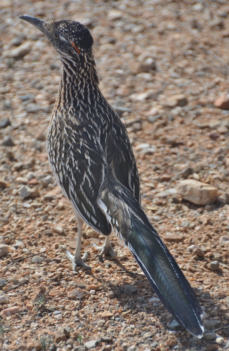 Roadrunner in Saguaro NP East